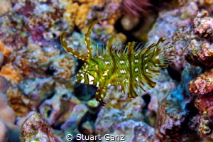 Dragon Wrasse by Stuart Ganz 